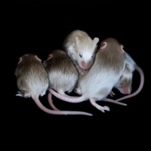 myszy gryzące