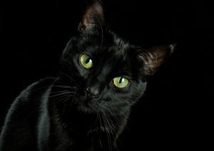 czarnym kocie